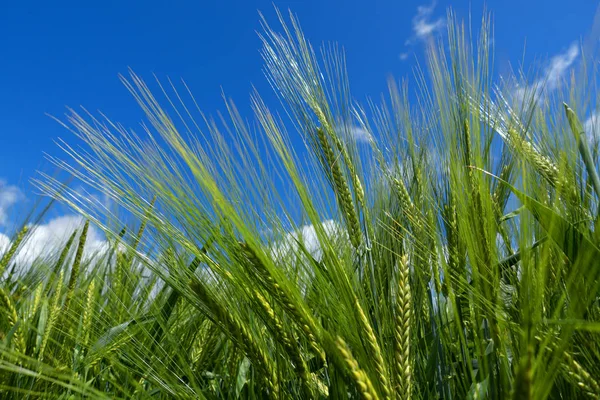 青い空と少し雲との密接なフィールド上の若い緑の大麦 — ストック写真