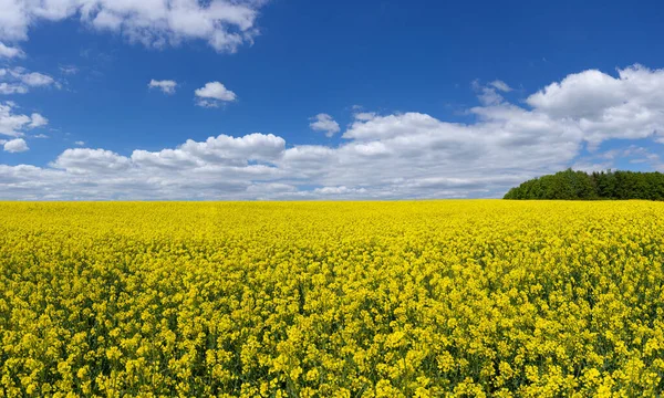 Gran Campo Colza Floreciente Hasta Horizonte Con Cielo Azul Nubes —  Fotos de Stock