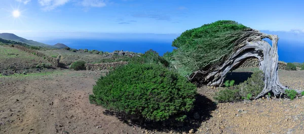 El Hierro Adası - Atlantik Okyanusu 'nun arka planında ardıç ağacı ve ardıç ağacı 