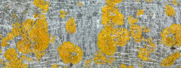 Panoramic Surface Gray Tree Trunk Yellow Lichen Closeup — Stock Photo, Image