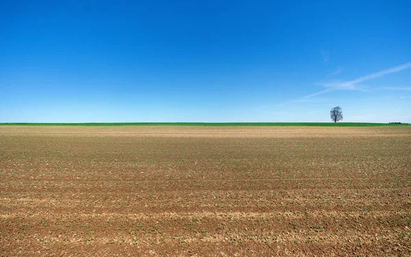 Campo Estrechado Primavera Con Plantas Jóvenes Verdes Suelo Marrón — Foto de Stock