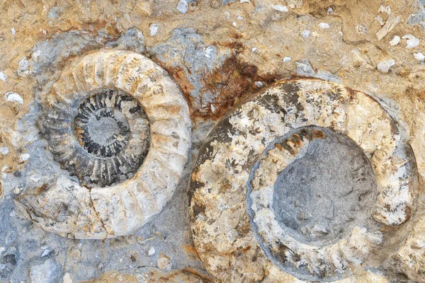 Two Fossilized Ammonites Closeup Fossils Geology — Stock Photo, Image