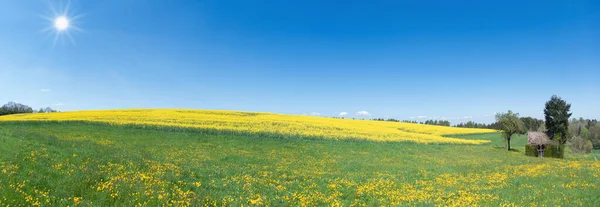 Sonnige Wiese Mit Blühendem Löwenzahn Vor Einem Blühenden Rapsfeld Hügeliger — Stockfoto