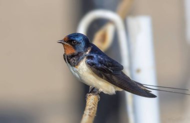 Bir kırlangıç portresi