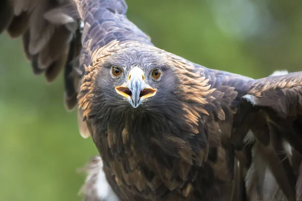 Retrato Águila — Foto de Stock