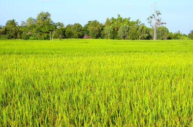 Tayland 'da yeşil pirinç tarlası