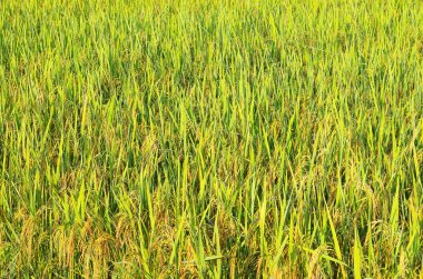 Tayland 'da yeşil pirinç tarlası
