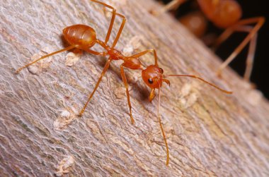 Kırmızı karınca ağaç üzerinde çalışma