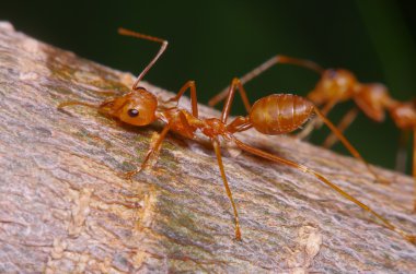Kırmızı karınca ağaç üzerinde çalışma