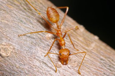 Kırmızı karınca ağaç üzerinde çalışma