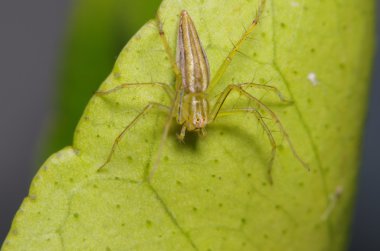 Küçük sıçrama örümcek yaprak yeşil