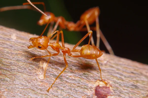 Formiga vermelha trabalhando na árvore — Fotografia de Stock