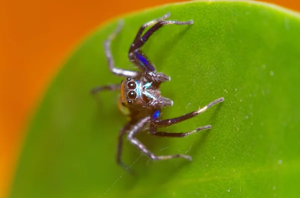 Mały skok pająka na zielony liść — Zdjęcie stockowe