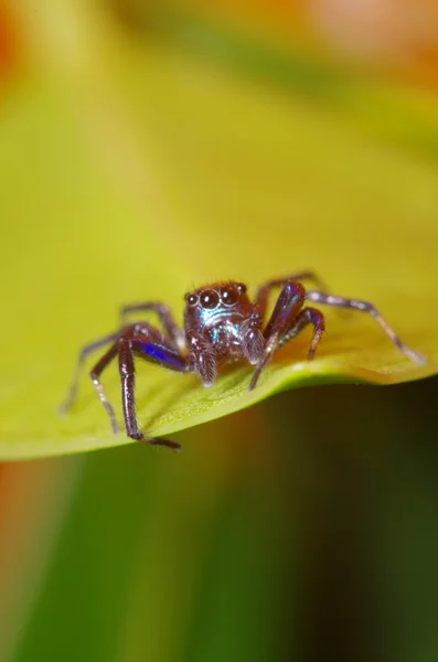 Невеликий стрибок павука на зеленому листі — стокове фото