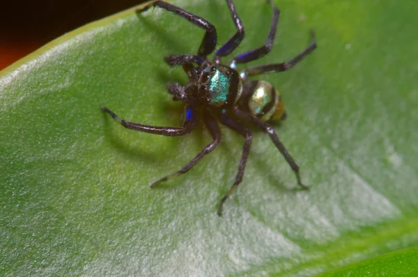 Pequeña araña de salto en hoja verde —  Fotos de Stock