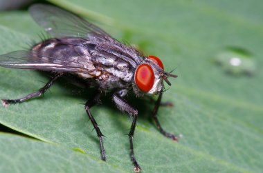 Bahçedeki küçük sinek böcek