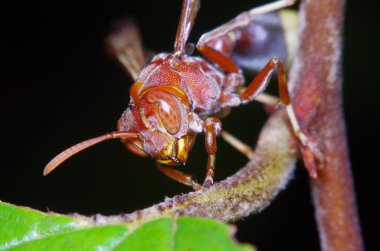 Bahçedeki küçük hata