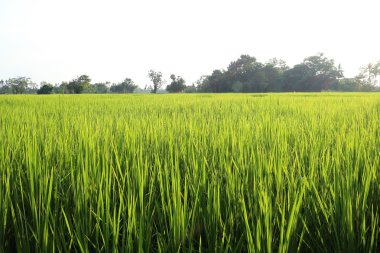 Yeşil pirinç alan yaz sezonu