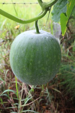 Tatlı Mullion iliği