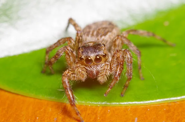 Kleine sprong spin op het groene blaadje — Stockfoto