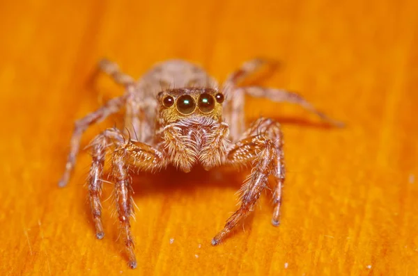 Kleine Sprungspinne auf grünem Blatt — Stockfoto