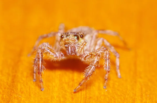 Piccolo ragno di salto su foglia verde — Foto Stock