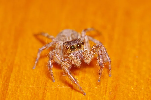 Kleine Sprungspinne auf grünem Blatt — Stockfoto