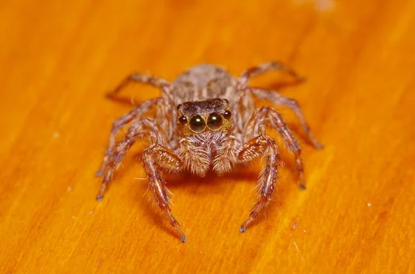 Kleine Sprungspinne auf grünem Blatt — Stockfoto