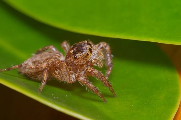 Small jump spider on green leaf — Stock Photo, Image