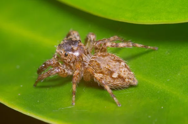 Kleine sprong spin op het groene blaadje — Stockfoto