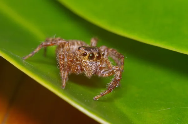 Pequeña araña de salto en hoja verde — Foto de Stock