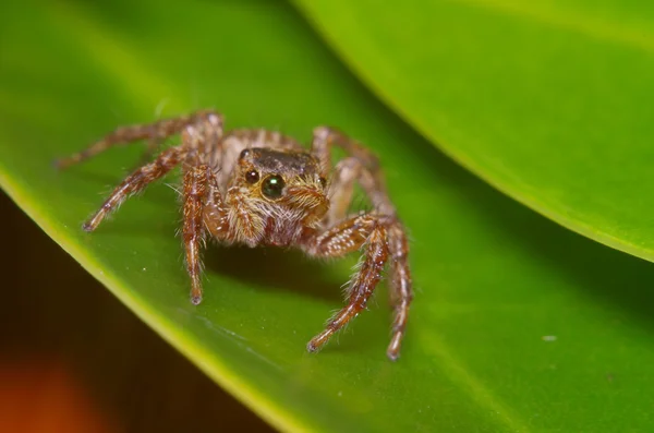 Kleine sprong spin op het groene blaadje — Stockfoto