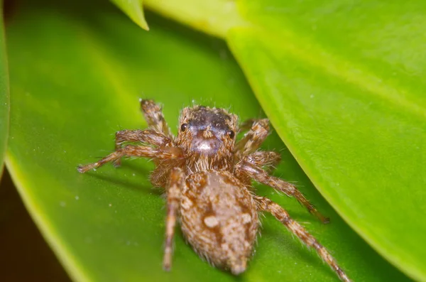 Kleine sprong spin op het groene blaadje — Stockfoto