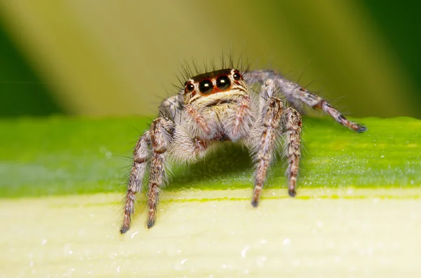 Kleine sprong spin op het groene blaadje — Stockfoto