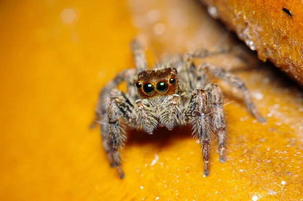 Kleine Sprungspinne auf grünem Blatt — Stockfoto