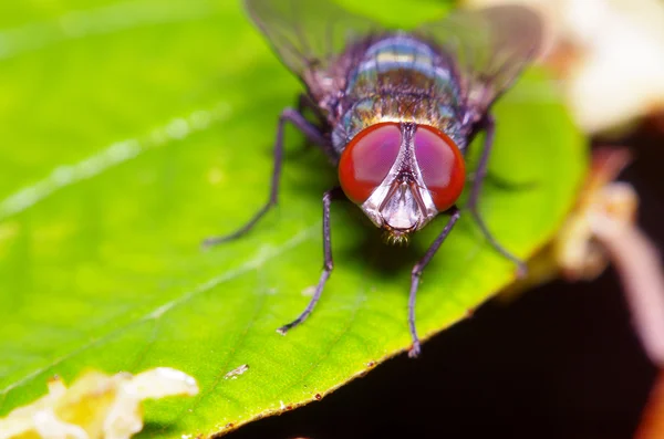 Mała mucha owad w ogrodzie — Zdjęcie stockowe