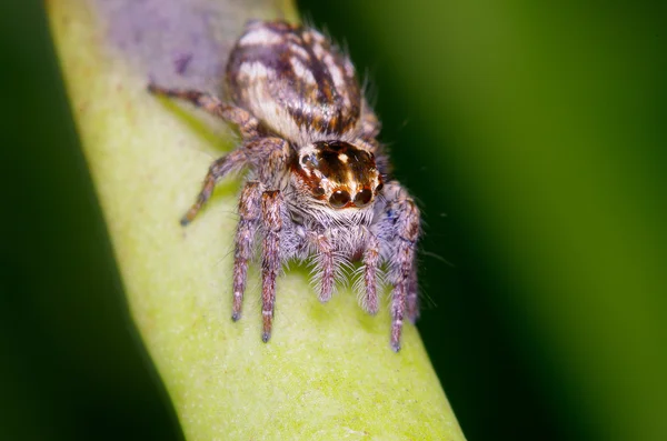 Saltar araña sobre hoja verde — Foto de Stock