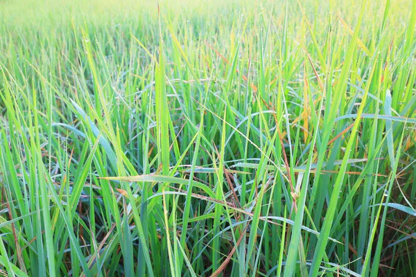 Campo de arroz verde na temporada de verão — Fotografia de Stock