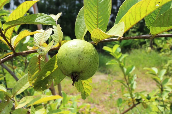 Sladké ovoce guava — Stock fotografie