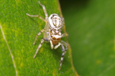 Bahçedeki küçük böcek