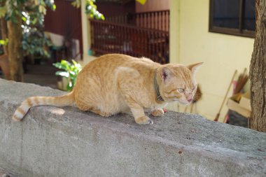 Tapınağın Tay kedi
