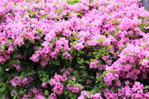 Bougainvillea in de tuin — Stockfoto