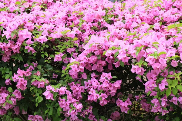 Bougainvillea i trädgården — Stockfoto