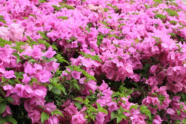 Bougainvillea en el jardín —  Fotos de Stock