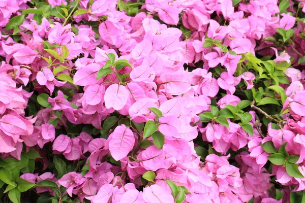 Bougainvillea im Garten — Stockfoto