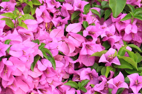 Bougainvillea en el jardín —  Fotos de Stock