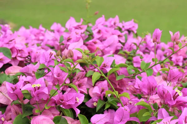 Bougainvillea im Garten — Stockfoto