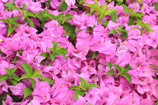 Bougainvillea en el jardín —  Fotos de Stock