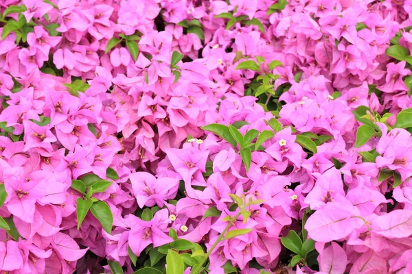 Bougainvillea im Garten — Stockfoto