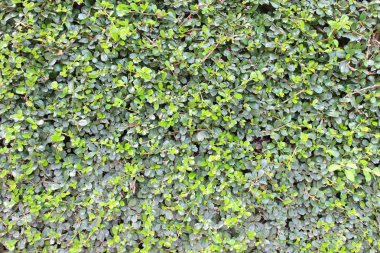 Yeşil sızıntı duvar